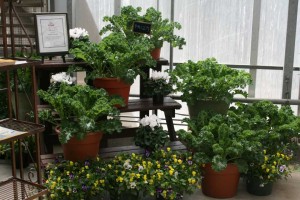 'Prizm' Kale (Syngenta Vegetables)