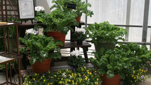 17 New Vegetable Intros For Greenhouse Production