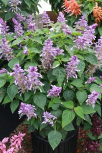 Salvia 'Grandstand Blue Bicolor' (Green Fuse)