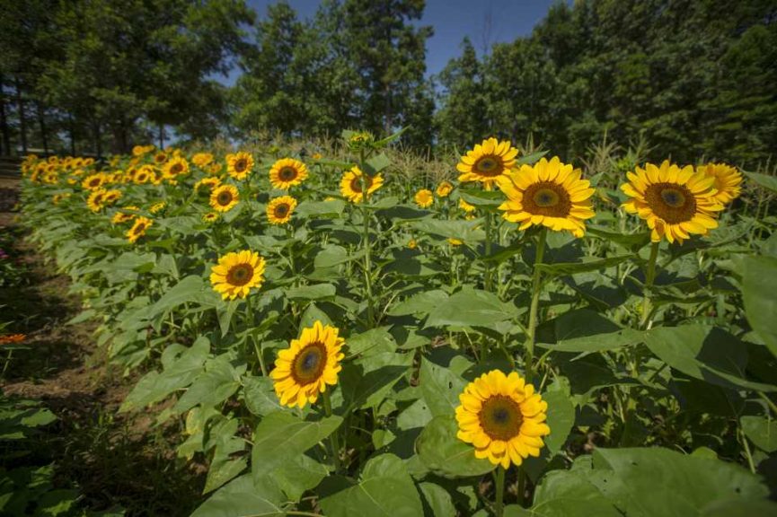 P. Allen Smith Home Grown Cut Flower Collection