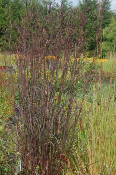 Andropogon gerardii ‘Blackhawks’ (Emerald Coast Growers)