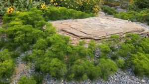13 New Native Plants And Nativars For Going Green [Slideshow]