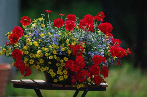 Spring Marvel Mixers Combo (Suntory Flowers)