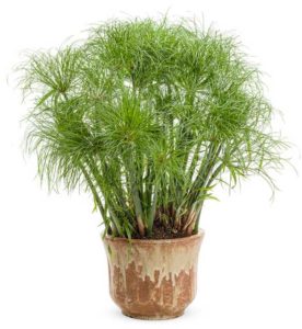 Cyperus papyrus 'Graceful Grasses Prince Tut' (Proven Winners)