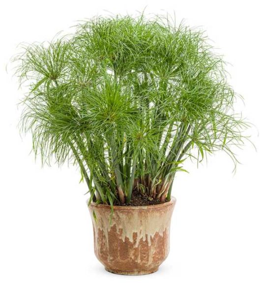 Cyperus papyrus 'Graceful Grasses Prince Tut' (Proven Winners)