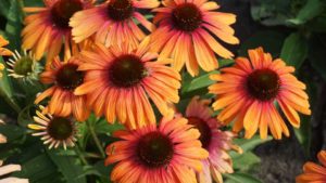 IR-4 Project Receives Federal Funding For Pollinator And Downy Mildew Research