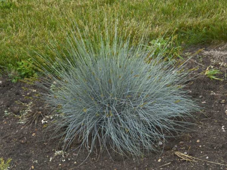 Festuca glauca ‘Blue Whiskers’ (Walters Gardens)