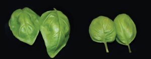Figure 3b.