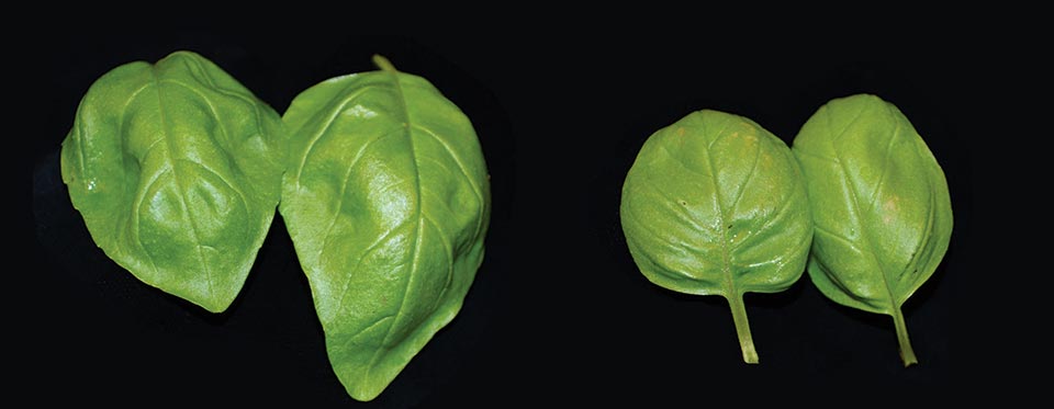 Figure 3b.