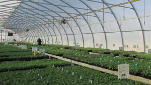 Green Leaf Plants Hosting Two Open Houses This Summer In Pennsylvania