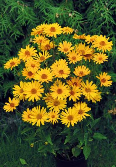 Heliopsis helianthoides var. scabra ‘Prima Ballerina’ (Jelitto)