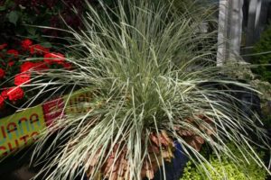 Lomandra ‘Platinum Beauty’ (Southern Living Plant Collection)