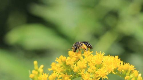 New Online Guide Offers Tips On Enhancing Pollinators In Urban Landscapes