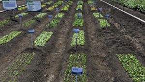 California Summer Vegetable Trials In August Will Cover A Wide Range Of Crops