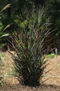Panicum ‘Hot Rod’ (PlantHaven)