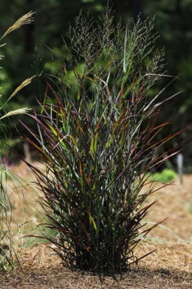Panicum ‘Hot Rod’ (PlantHaven)