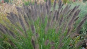 12 New Ornamental Grasses For Low Maintenance Garden Appeal [slideshow]