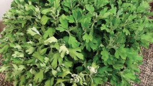 Online Greenhouse Disease Course Covers Conventional and Organic Control