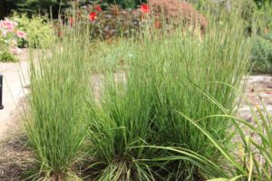 Schizachyrium scoparium ‘Little Arrow’ (Ag3, Inc.)