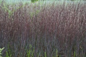 Schizachyrium scoparium ‘Prairie Winds Blue Paradise’ (Walters Gardens)