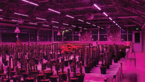 Horticultural Lighting Conference To Take Place In Chicago In October