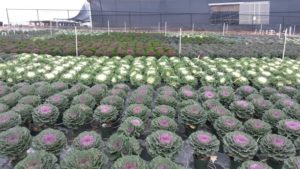 Sunlet Nursery Named As Finalist For 2016 Operation Of The Year
