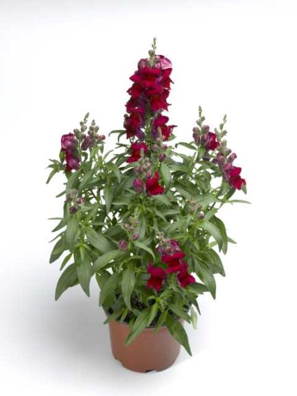 Antrrhinum 'Snaptastic Red' (Syngenta Flowers)