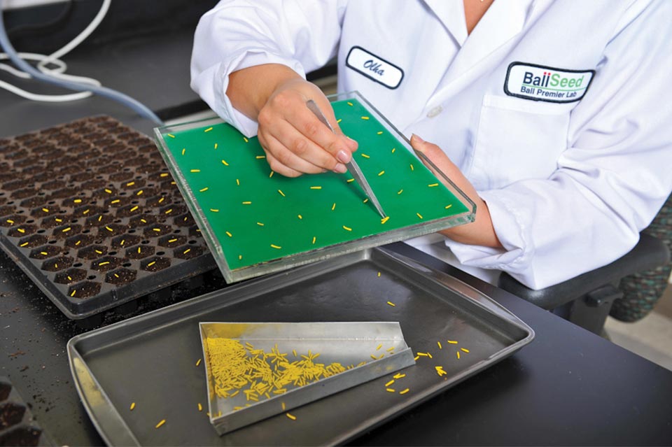 Ball Seed Lab Sowing Head