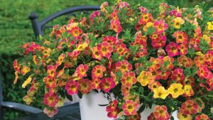 Fall Crop Alternatives That Can Increase Your Sales