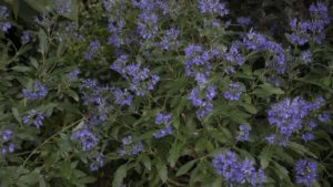 Keep The Sales Coming With 16 New Blooming Varieties For Fall