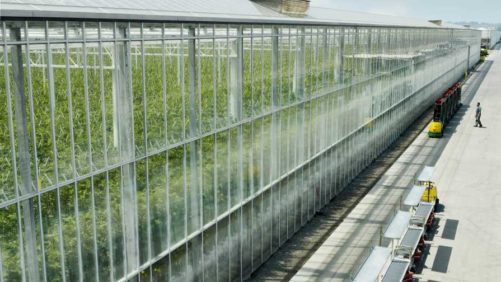 Why European Investment Into U.S Vegetable Greenhouses May Be Imminent