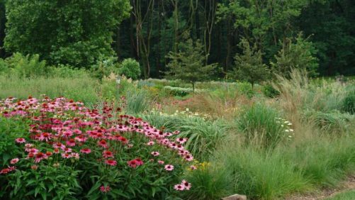 North Creek Nurseries Is A Finalist For 2016 Operation Of The Year