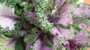 New Cool Season, Vegetable, And Foliage Crops For Fall Sales