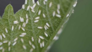 Certis Biologicals To Begin Direct Sales of Its BotaniGard Products
