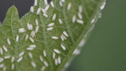 Learn New Solutions for Familiar Greenhouse Crop Protection Problems