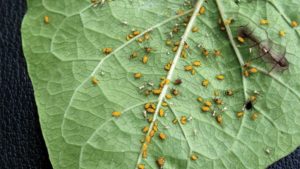 Your Input Needed on Use of Neonicotinoids