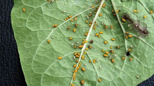 OHP Launches New Insecticidal Soap, Gains New Registration for Another Insecticide in California