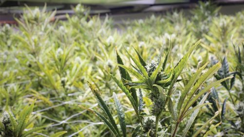 Keep Pests Out of Your Cannabis Facilities