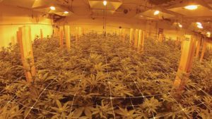 The Top 5 Myths About Cannabis Production Cleared Up