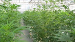 5 Factors To Consider In Your Cannabis Structure