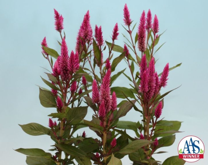 Celosia 'Asian Garden' 
