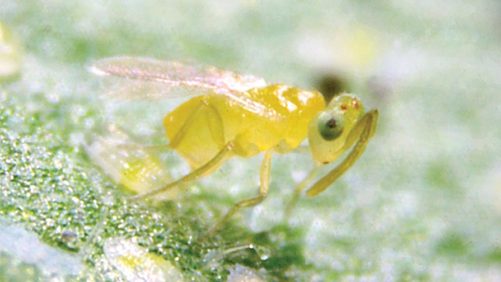 Beneficial Predators Can Help Control Whiteflies On Poinsettia