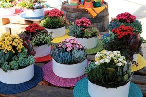 Kalanchoe Container Combinations (Dümmen Orange)
