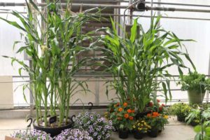 'Kabo' and 'Alto' Ornamental Corn (Syngenta Vegetables)