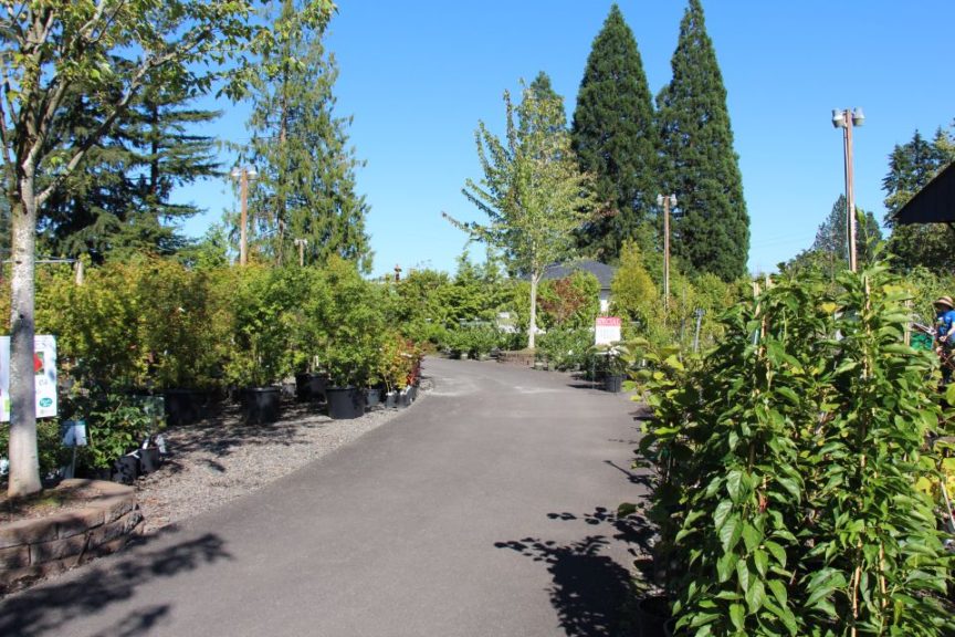 The curving paths give customers views of plants, no matter where they are in the yard.