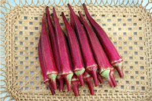 Okra Candle Fire F1