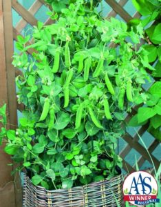 Pea Patio Pride 