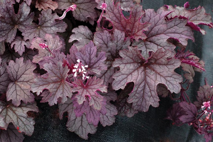 Heucherella ‘Plum Cascade’ (Terra Nova Nurseries)