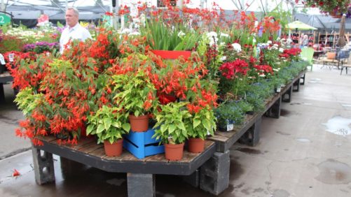 New Website Facilitates No-Contact Plant Pickup from Garden Centers
