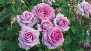 6 Key Insights From The Generations Of Flowers Study